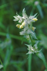 Rhinanthus serotinus