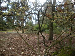 Hamamelis mollis