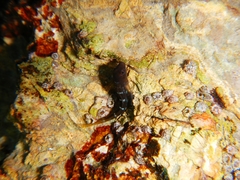 Microlipophrys canevae