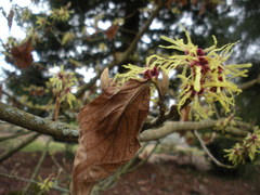 Hamamelis mollis