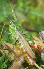 Chorthippus binotatus