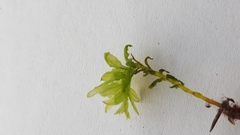 Plagiomnium undulatum