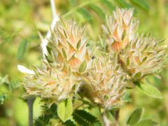 Stylosanthes capitata