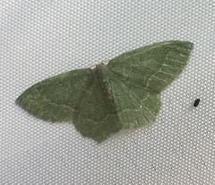 Thalera pistasciaria