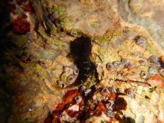 Microlipophrys canevae