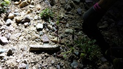 Rena humilis humilis