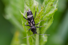 Chlorophorus figuratus