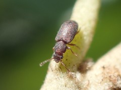 Berginus pumilus