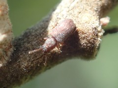 Berginus pumilus