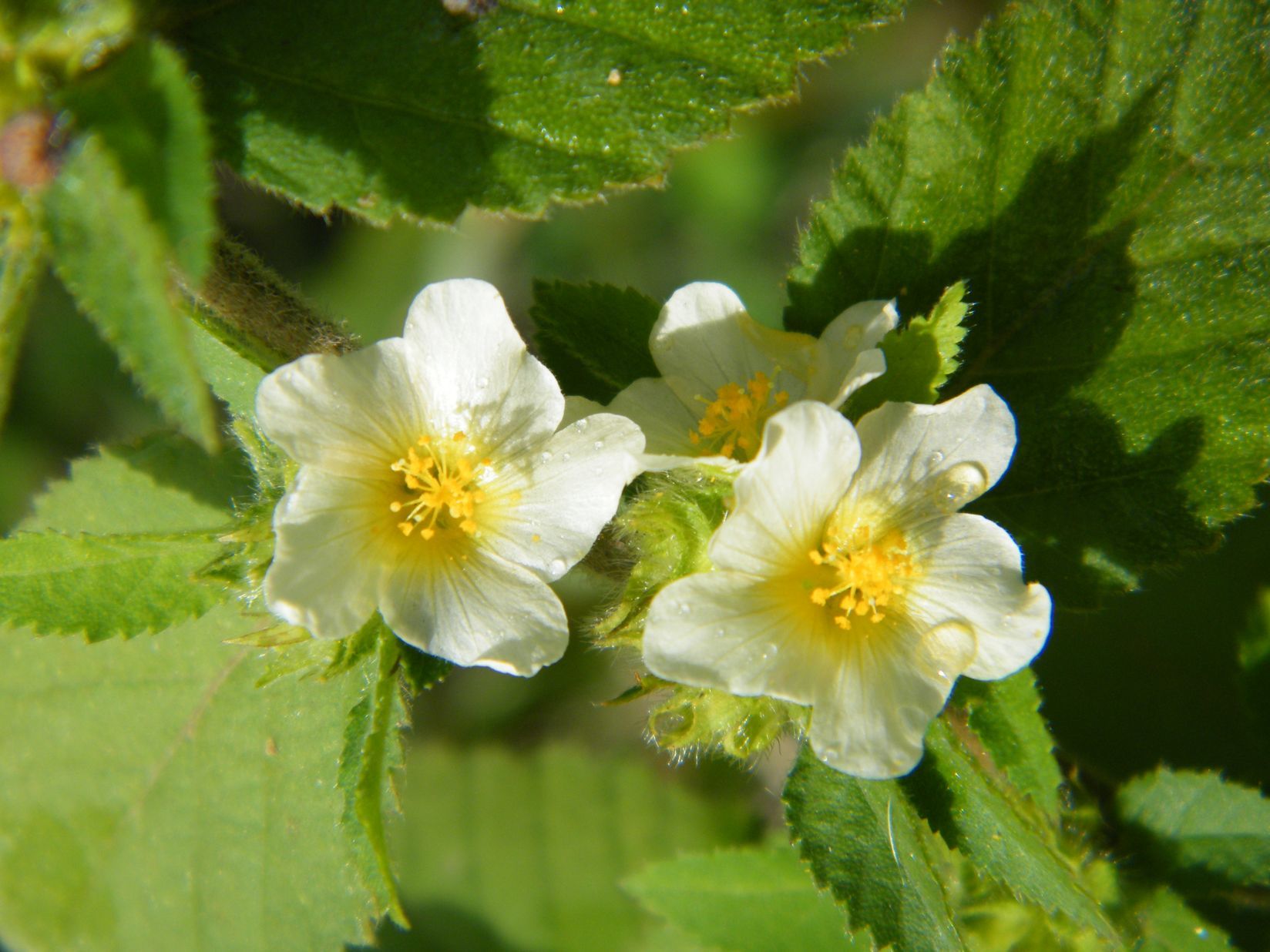 Sida rhombifolia