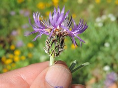 Centaurea graminifolia