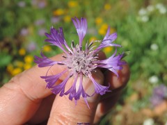 Centaurea graminifolia