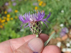 Centaurea graminifolia