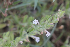 Hedeoma reverchonii serpyllifolia