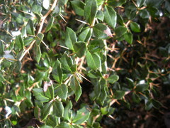 Berberis verruculosa