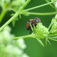 Graphosoma