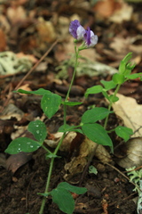 Lathyrus laxiflorus