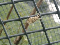 Cynaeda dentalis