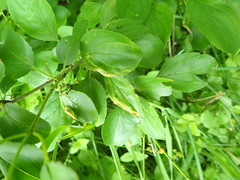 Trichochermes walkeri