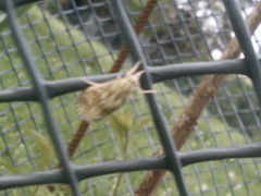 Cynaeda dentalis