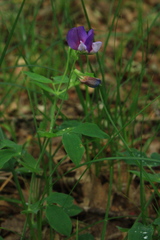 Lathyrus laxiflorus