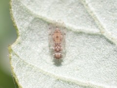 Ectopsocus californicus