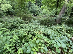 Actinidia