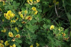 Chamaecytisus hirsutus
