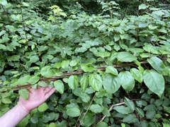 Actinidia