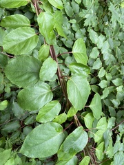 Actinidia