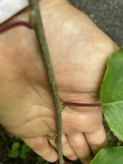 Actinidia