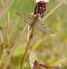 Epipagis fenestralis