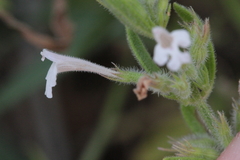 Hedeoma reverchonii serpyllifolia