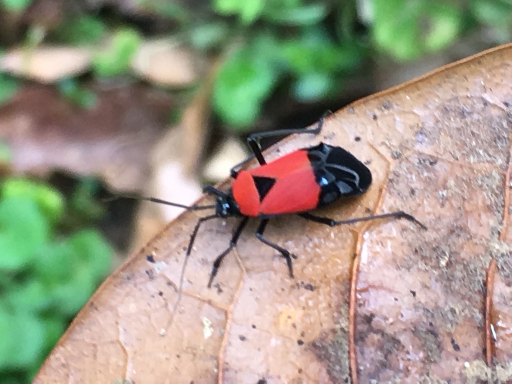 Lampsophorus caesareus