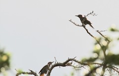 Colaptes auratus chrysocaulosus