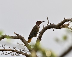 Colaptes auratus chrysocaulosus