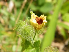 Pavonia cancellata