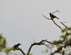 Colaptes auratus chrysocaulosus