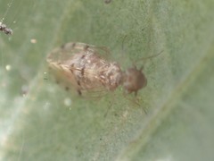 Ectopsocus californicus