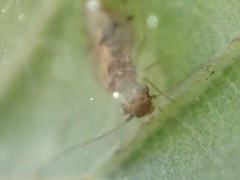 Ectopsocus californicus