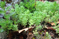 Sedum pallidum