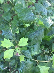 Gymnanthemum capense