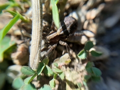 Alopecosa pulverulenta