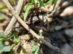 Alopecosa pulverulenta