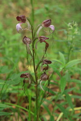 Himantoglossum comperianum