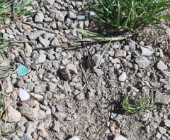 Alopecosa pulverulenta