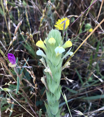 Castilleja rubicundula lithospermoides