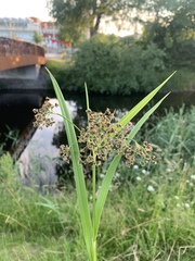 Scirpus sylvaticus