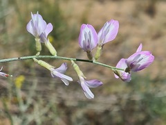Astragalus hyrcanus