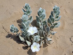 Convolvulus persicus